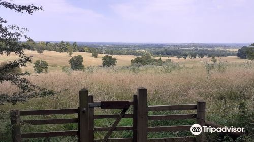 Wytham Woods