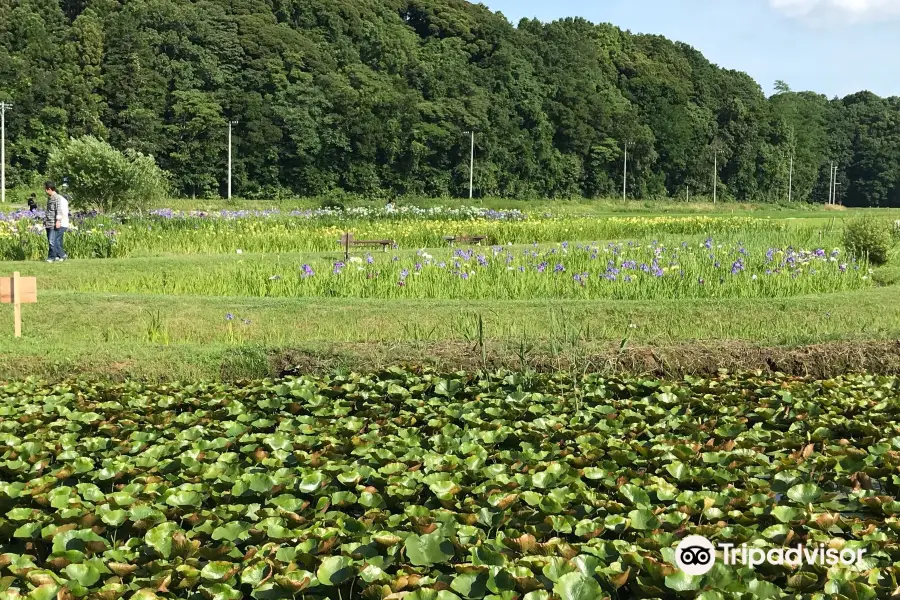 牛久市観光アヤメ園