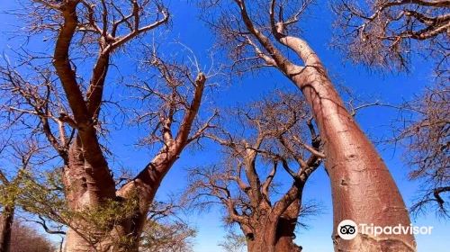 Baines Baobabs