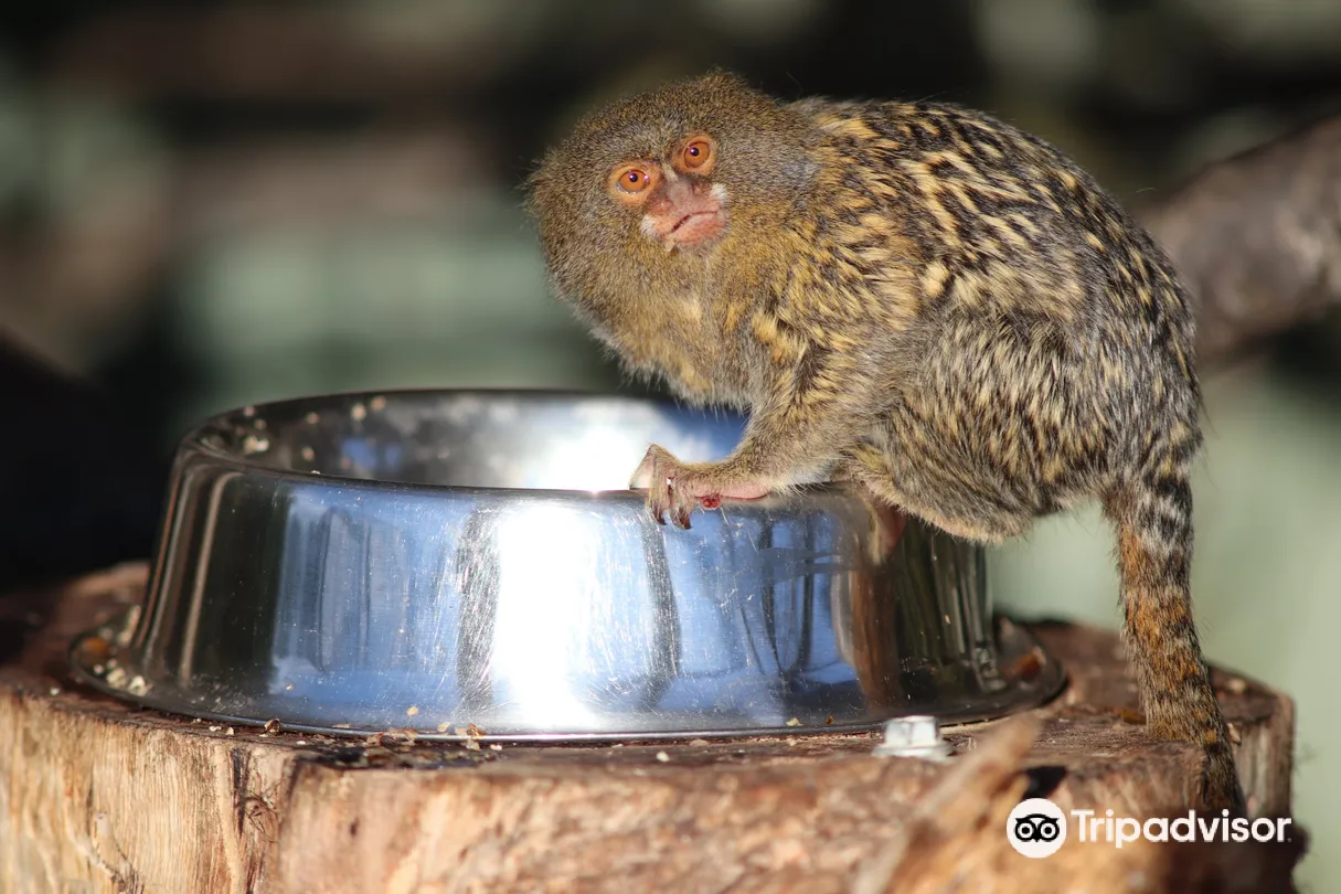 5_塔斯馬尼亞動物園