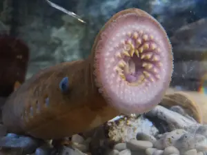 Acuario de Gijón