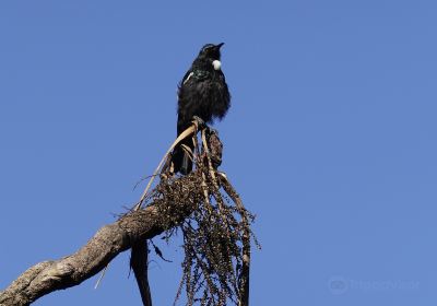 Punanga Manu o Te Anau / Te Anau Bird Sanctuary