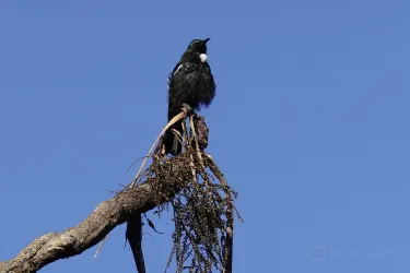 Punanga Manu o Te Anau / Te Anau Bird Sanctuary
