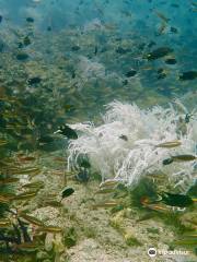 Langkawi Scuba