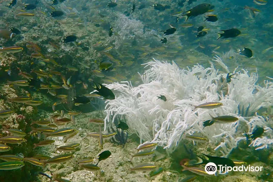 Langkawi Scuba