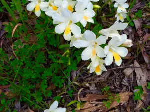 The Myrtle Benn Flora & Fauna Sanctuary