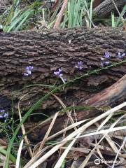 Henry Somerset Orchid Reserve