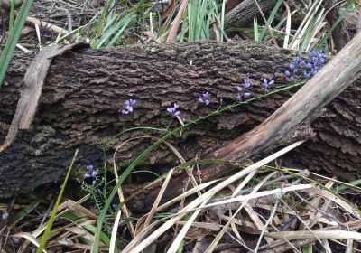 Henry Somerset Orchid Reserve