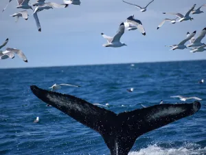 Whale Watching Reykjavík