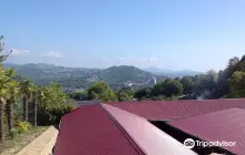 Музей истории краснодарского края чая и авто-мото старины