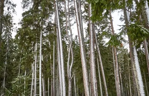 Oandu-Vosu hiking trail