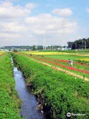 小出川 彼岸花