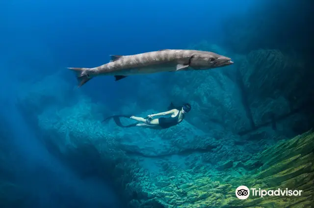 Diving in Coron