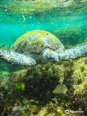 Gold Coast Dive Centre