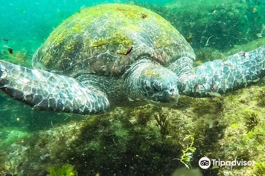 Gold Coast Dive Centre