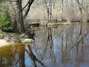 Pachaug State Forest