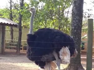 Piracicaba Municipal Zoo