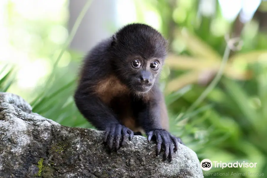 International Animal Rescue Costa Rica