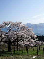 Kannon Sakura Tree