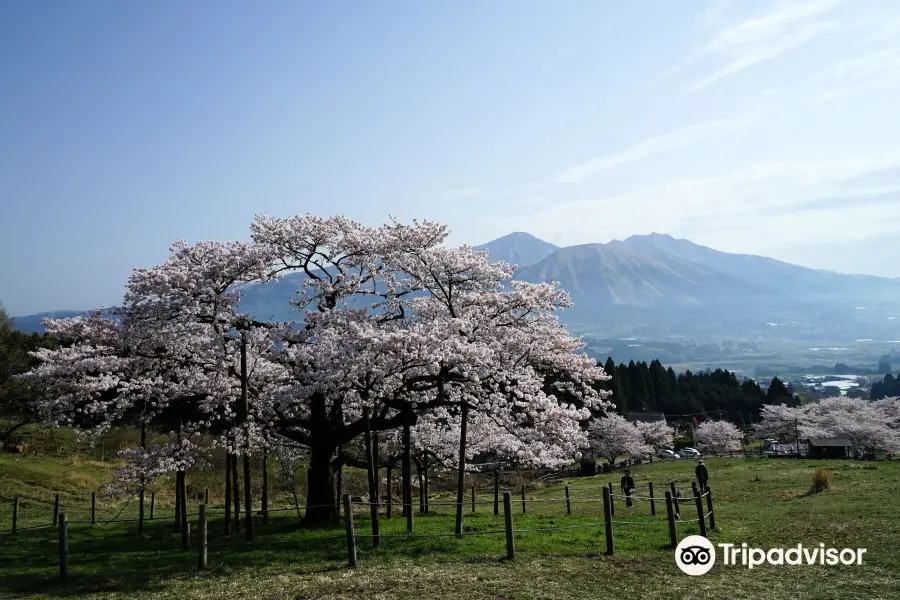Kannon Sakura Tree