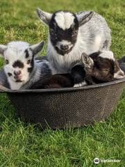 Small Breeds Farm Park and Owl Centre