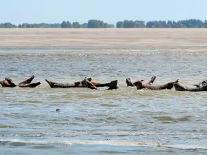 Les Phoques de la Baie d'Authie