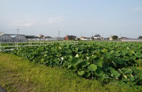 赤蓮保存田