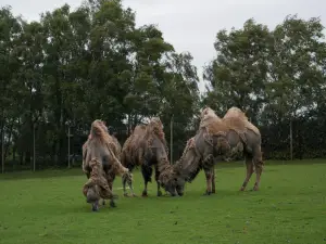 노스리 사파리