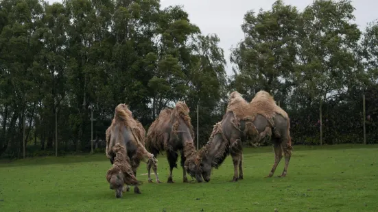 Knowsley Safari