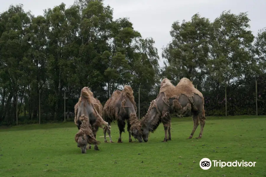 Knowsley Safari