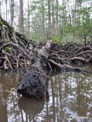 Mangrove River