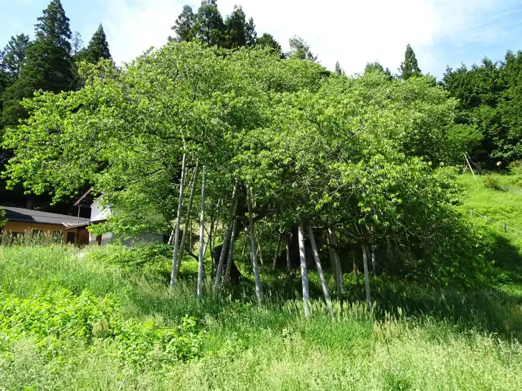 Hotel dekat Garyu Park (Garyu Sakura)