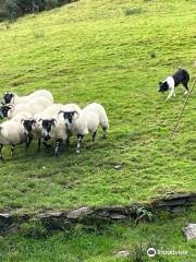 Kells Sheepdogs, Ring of Kerry