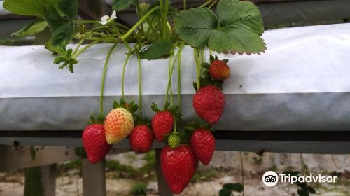 Kok Lim Strawberry Farm