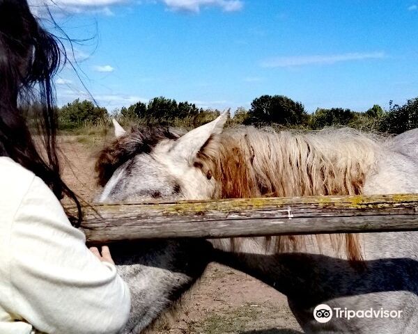 El Prat de LlobregatTours