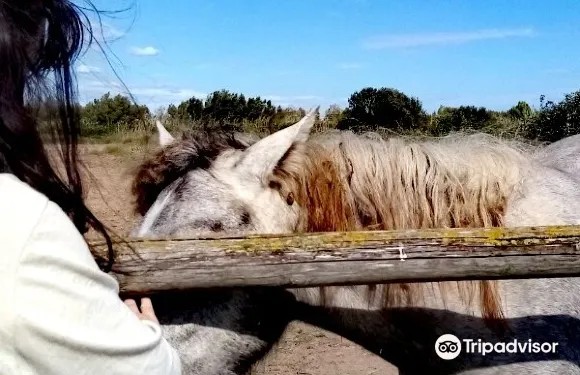埃普拉特約布里加