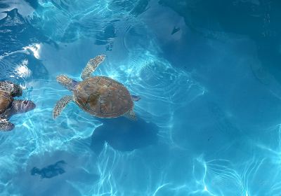 Sea Turtle Hatchery