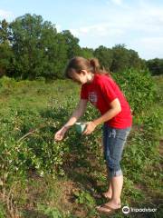 Cox Berry Farm & Nursery