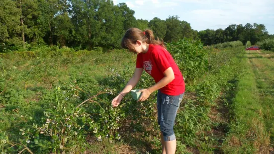 Cox Berry Farm & Nursery