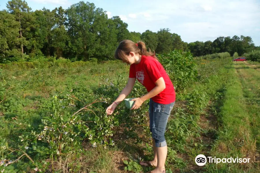 Cox Berry Farm & Nursery