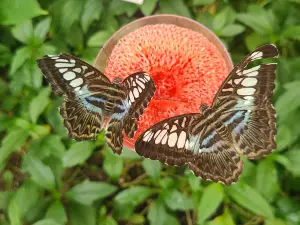 Butterfly Pavilion