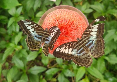 Butterfly Pavilion