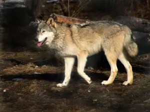 Wolf Mountain Nature Center