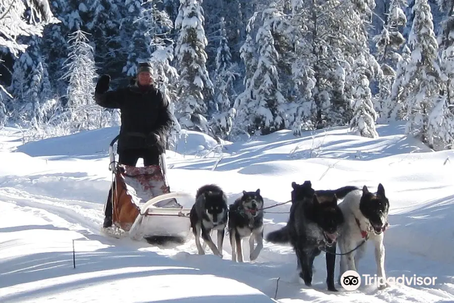 White Wilderness Sled Dog Adventures