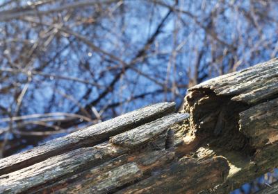 CT Audubon Birdcraft Museum