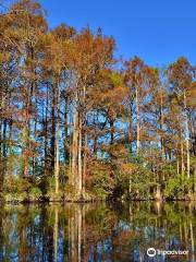 Robertson Millpond Preserve