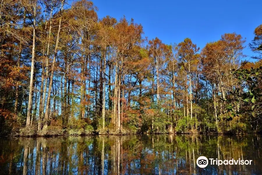 Robertson Millpond Preserve