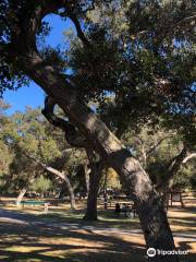 Live Oak County Park