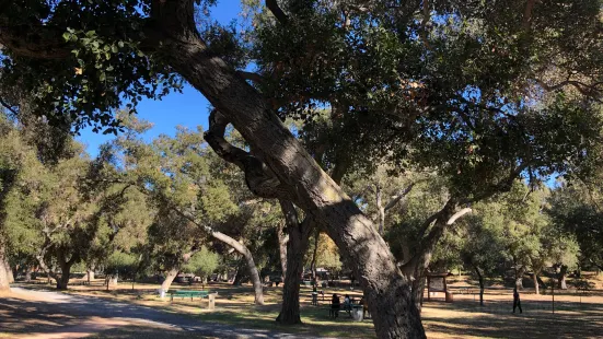 Live Oak County Park