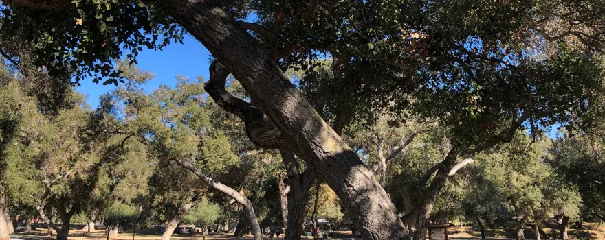 Live Oak County Park